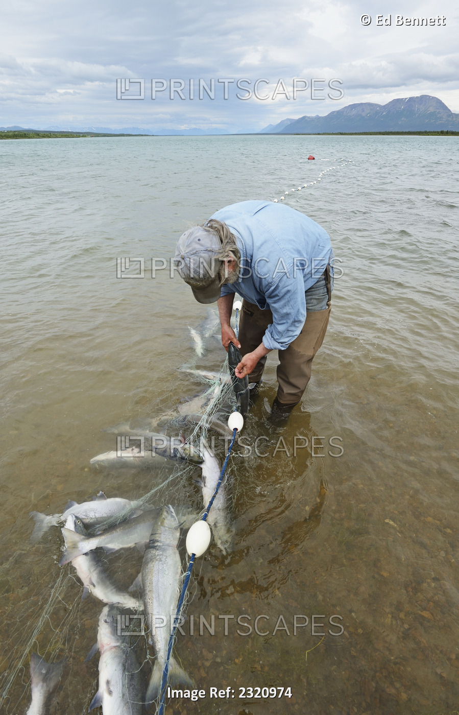 A Fisherman Pulls Red (Sockeye) Salmon (Oncorhynchus Nerka) From A Net At A ...
