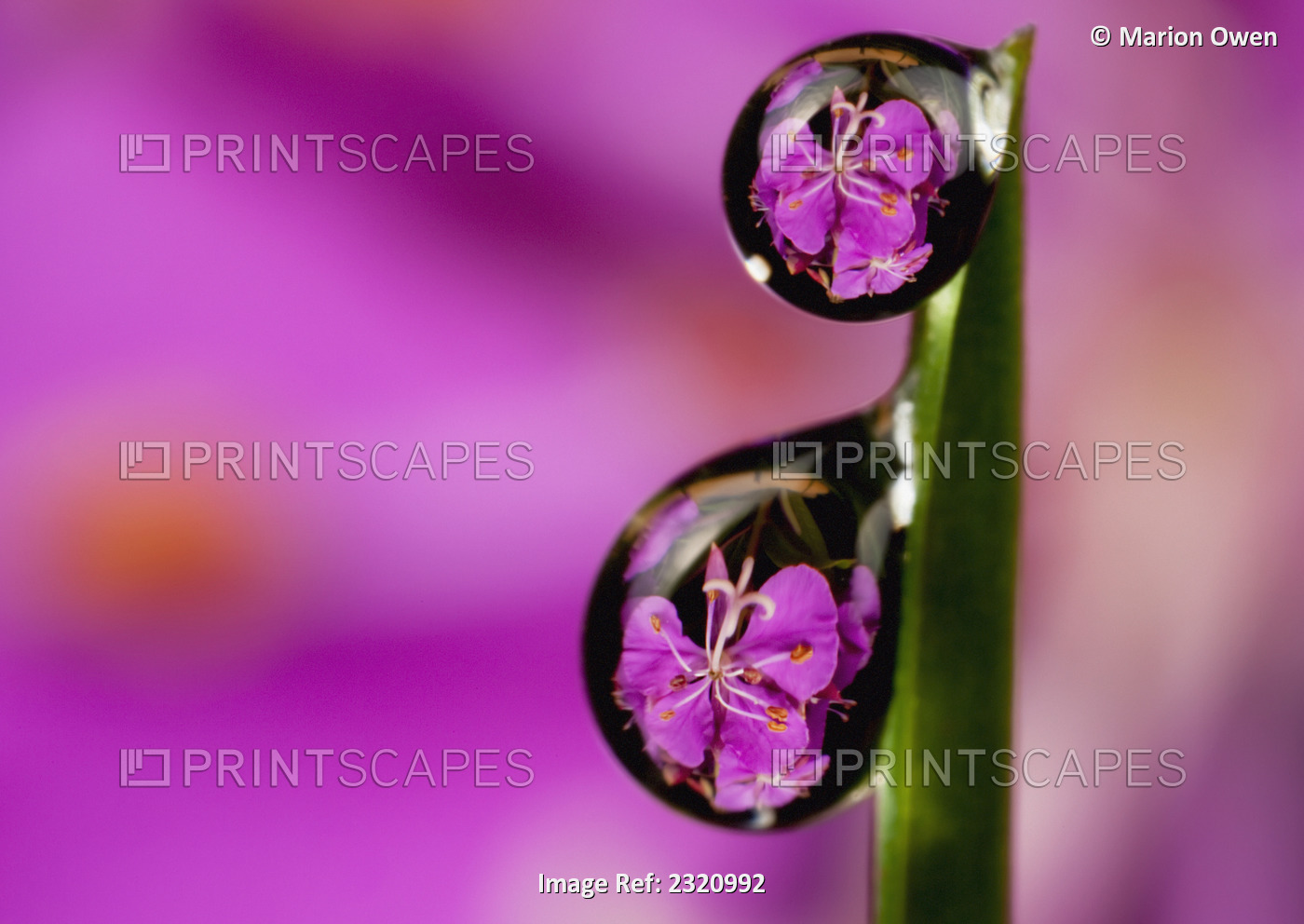 Extreme macro view of fireweed bloom magnified, inverted and reflected in dew ...