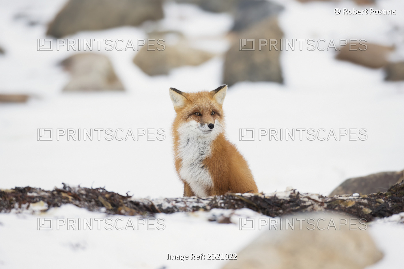 Red fox (vulpes vulpes) sitting in the snow; Churchill manitoba canada