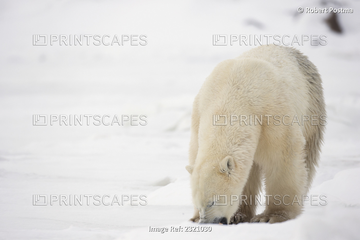 Polar bear (ursus maritimus) eating snow; Churchill manitoba canada