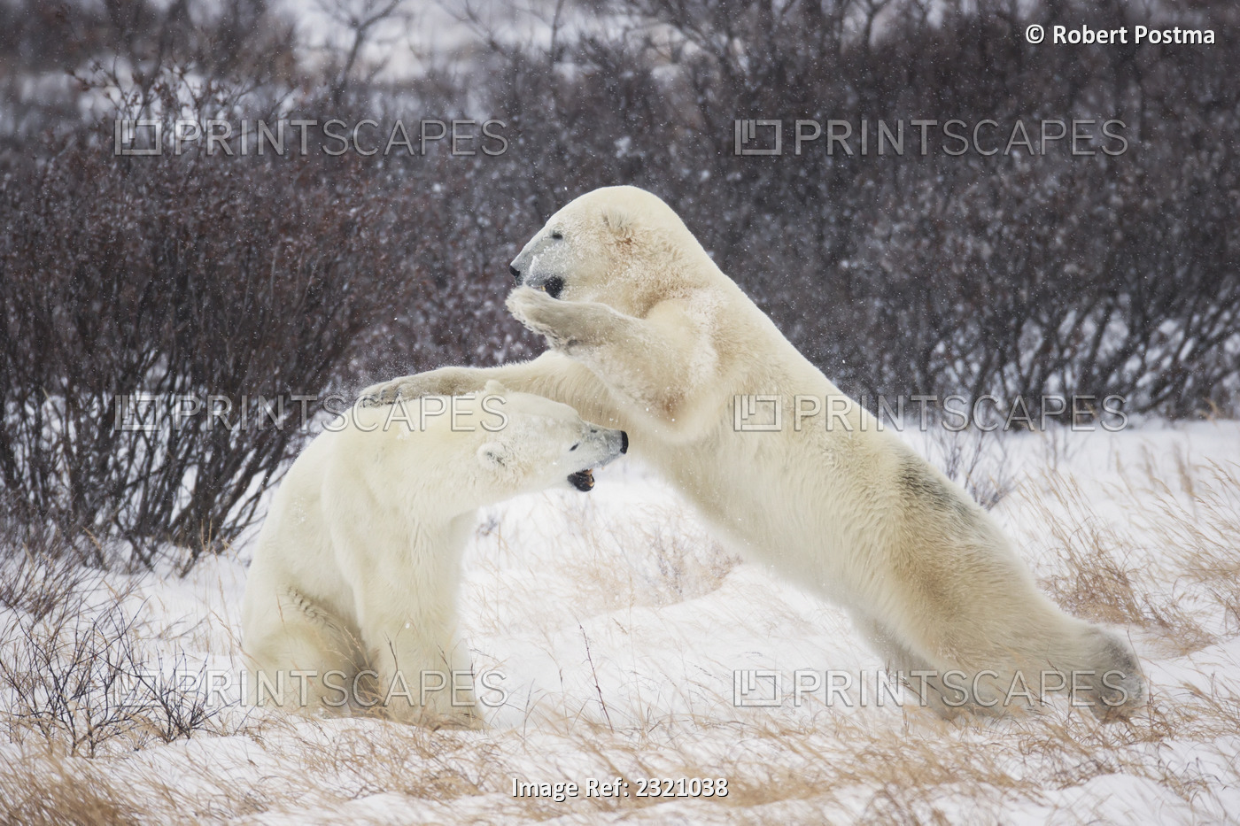 Polar bears (ursus maritimus) play fighting along the shores of hudson's bay; ...