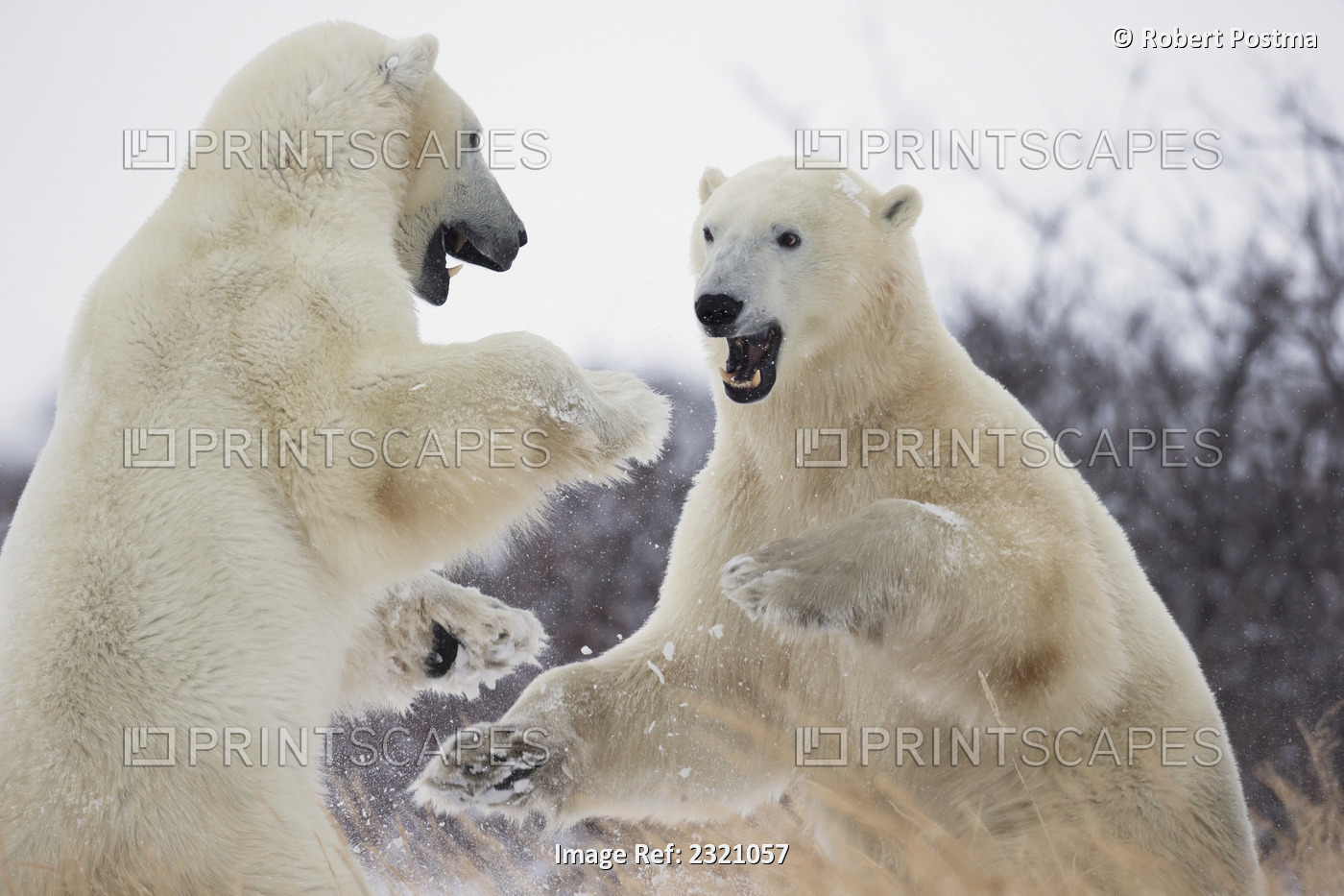 Polar bears (ursus maritimus) play fighting along the shores of hudson's bay; ...