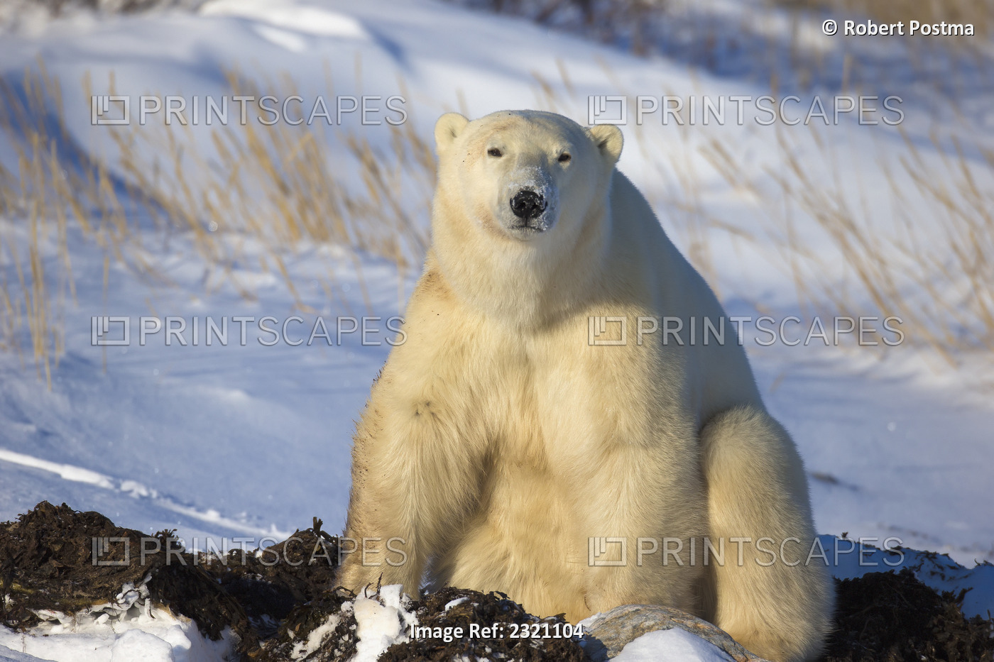 Polar bear (ursus maritimus) enjoying the afternoon light along the shores of ...