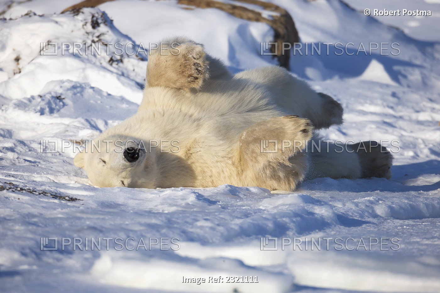 Polar bear (ursus maritimus) enjoying the afternoon light along the shores of ...
