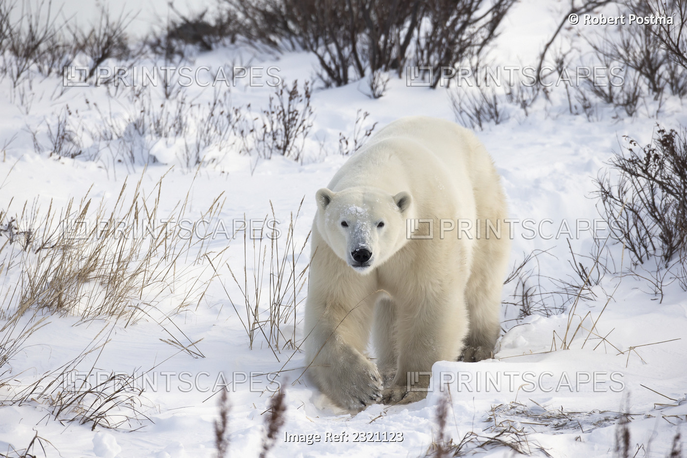 Polar bear (ursus maritimus) walking along hudson's bay; Churchill manitoba ...