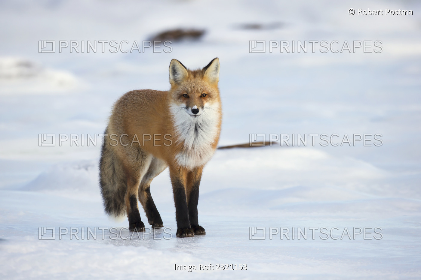 Red fox (vulpes vulpes) standing along the shores of hudson's bay; Churchill ...