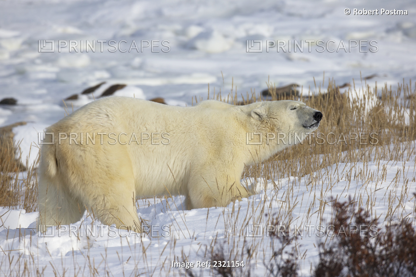 Polar bear (ursus maritimus) in the sunshine; Churchill manitoba canada