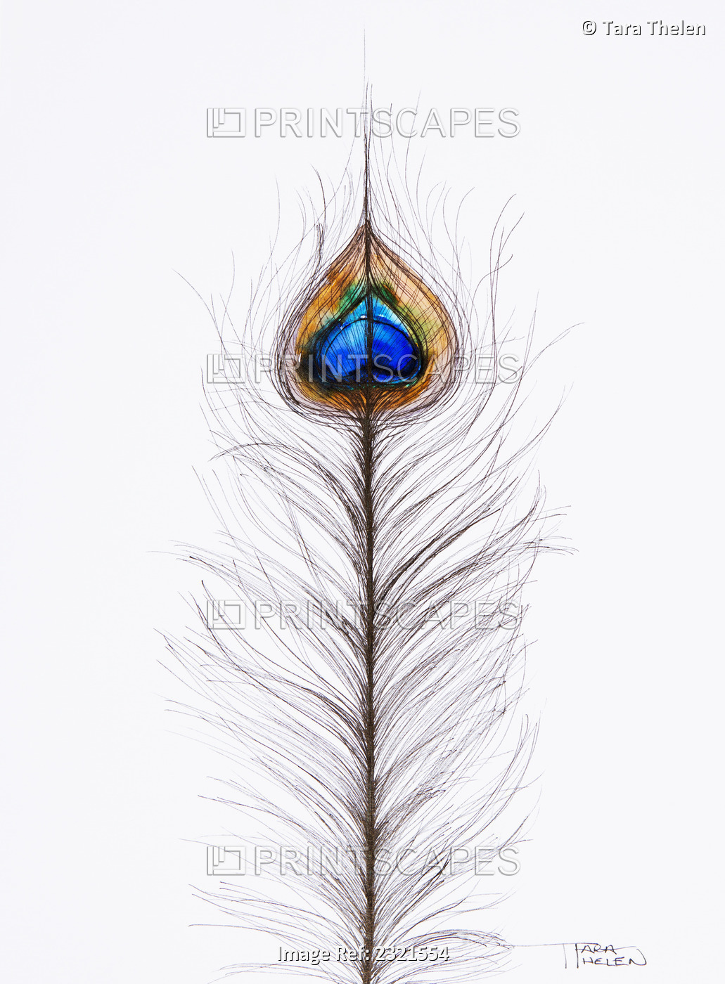 Watercolor Painting Of Two Peacock Feathers.