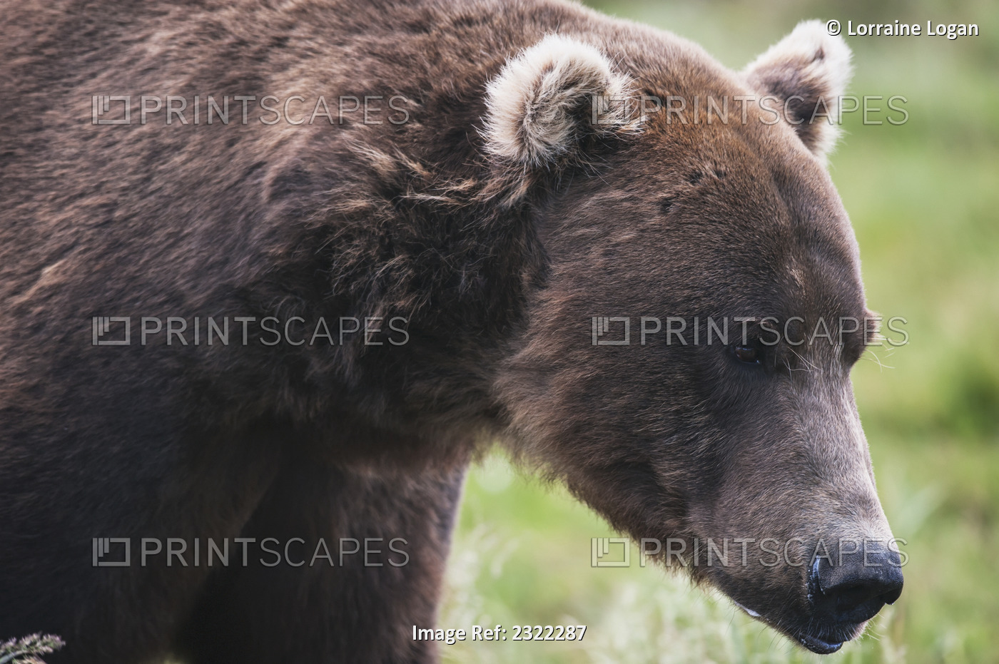 Close up of the face of a brown bear (ursus arctos); Alaska, united states of ...