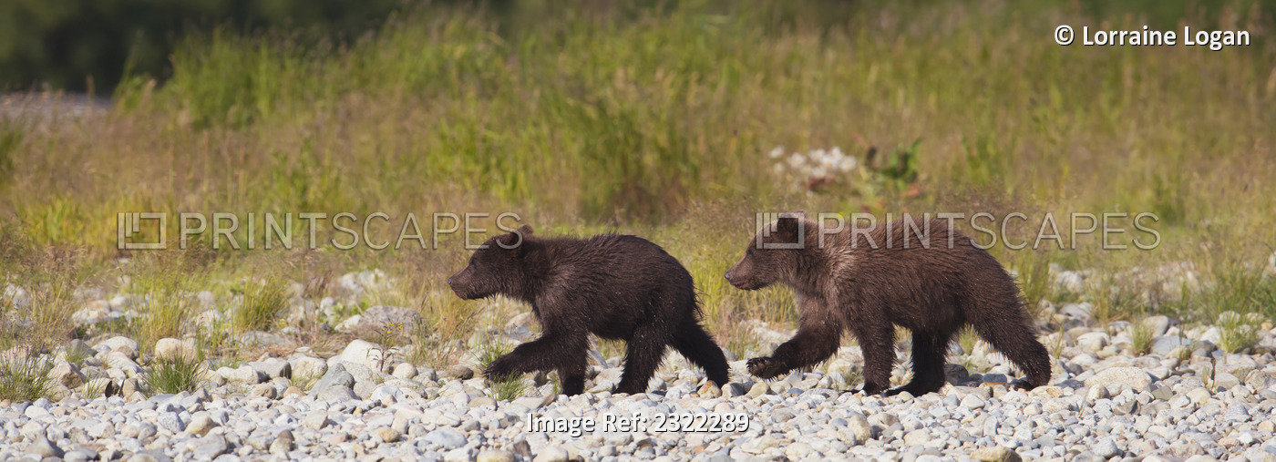 Two brown bears (ursus arctos) walking together; Alaska, united states of ...