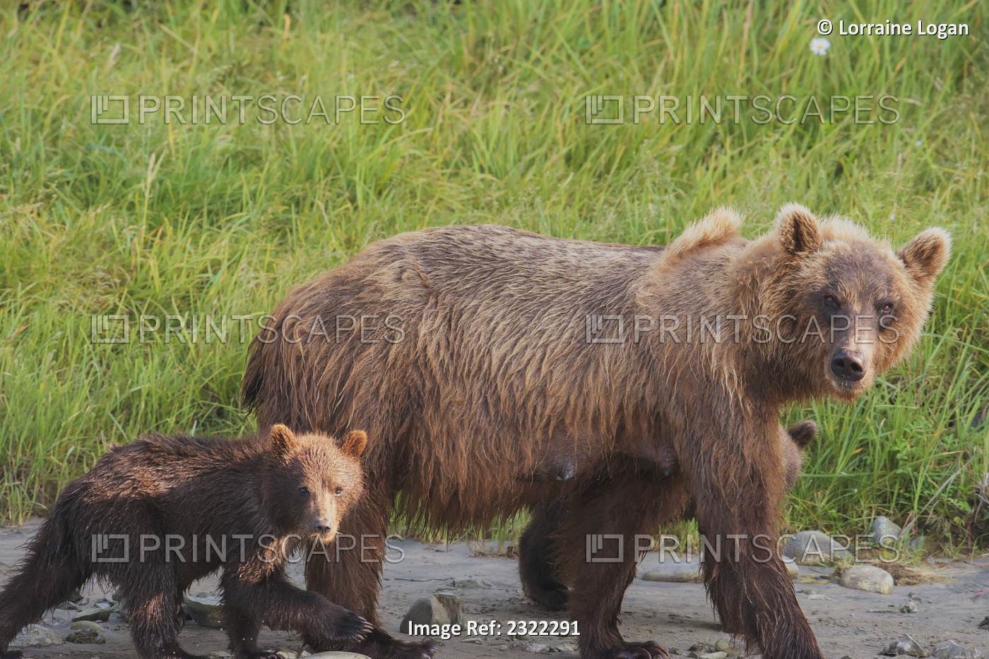 A brown bear (ursus arctos) walking with it's cub;Alaska, united states of ...