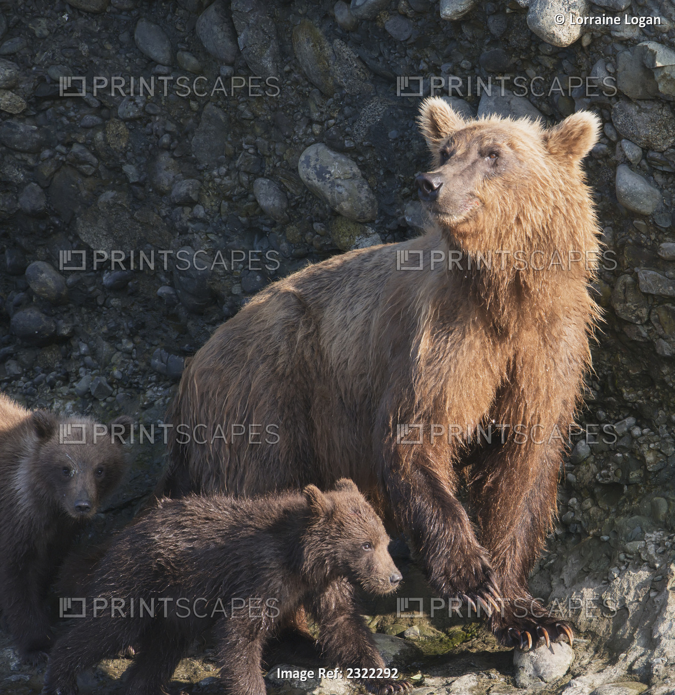 A brown bear (ursus arctos) with it's cubs; Alaska, united states of america