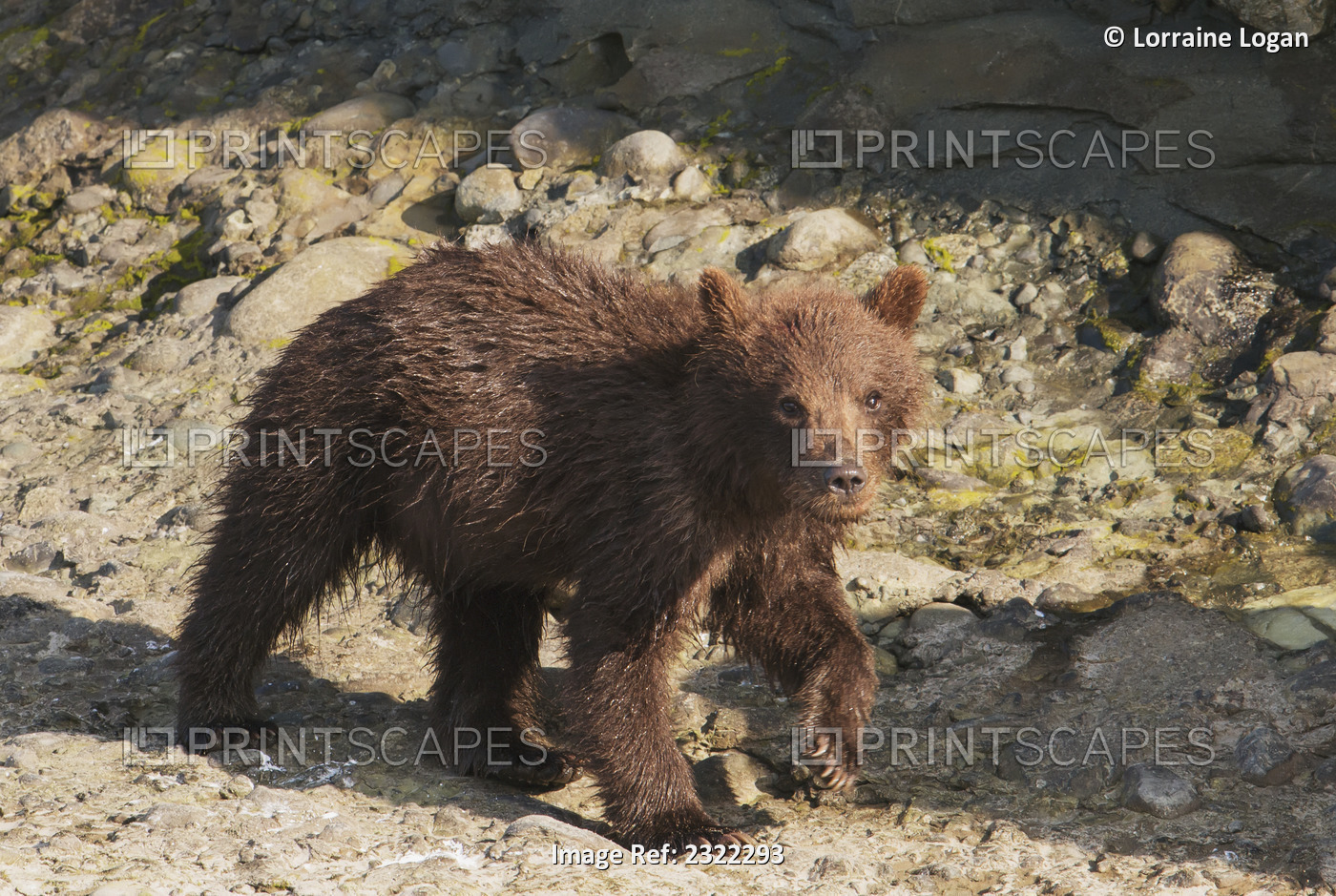 A brown bear (ursus arctos) walking on rocky ground; Alaska, united states of ...