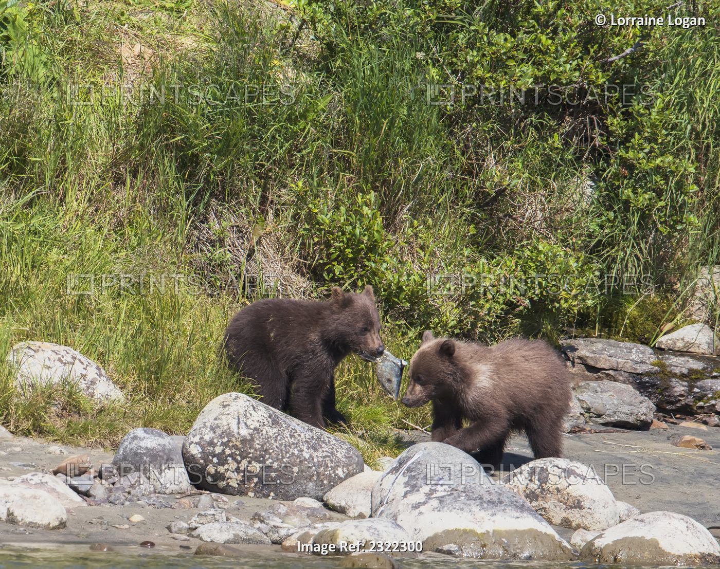 Brown bears (ursus arctos) eating a salmon at the water's edge; Alaska, united ...