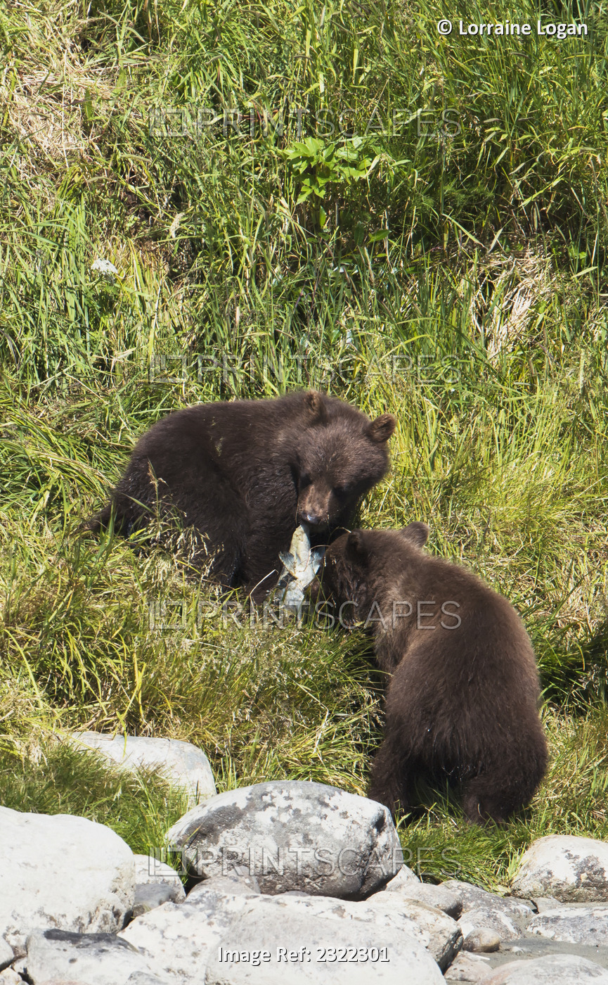 Brown bears (ursus arctos) eating a salmon; Alaska, united states of america
