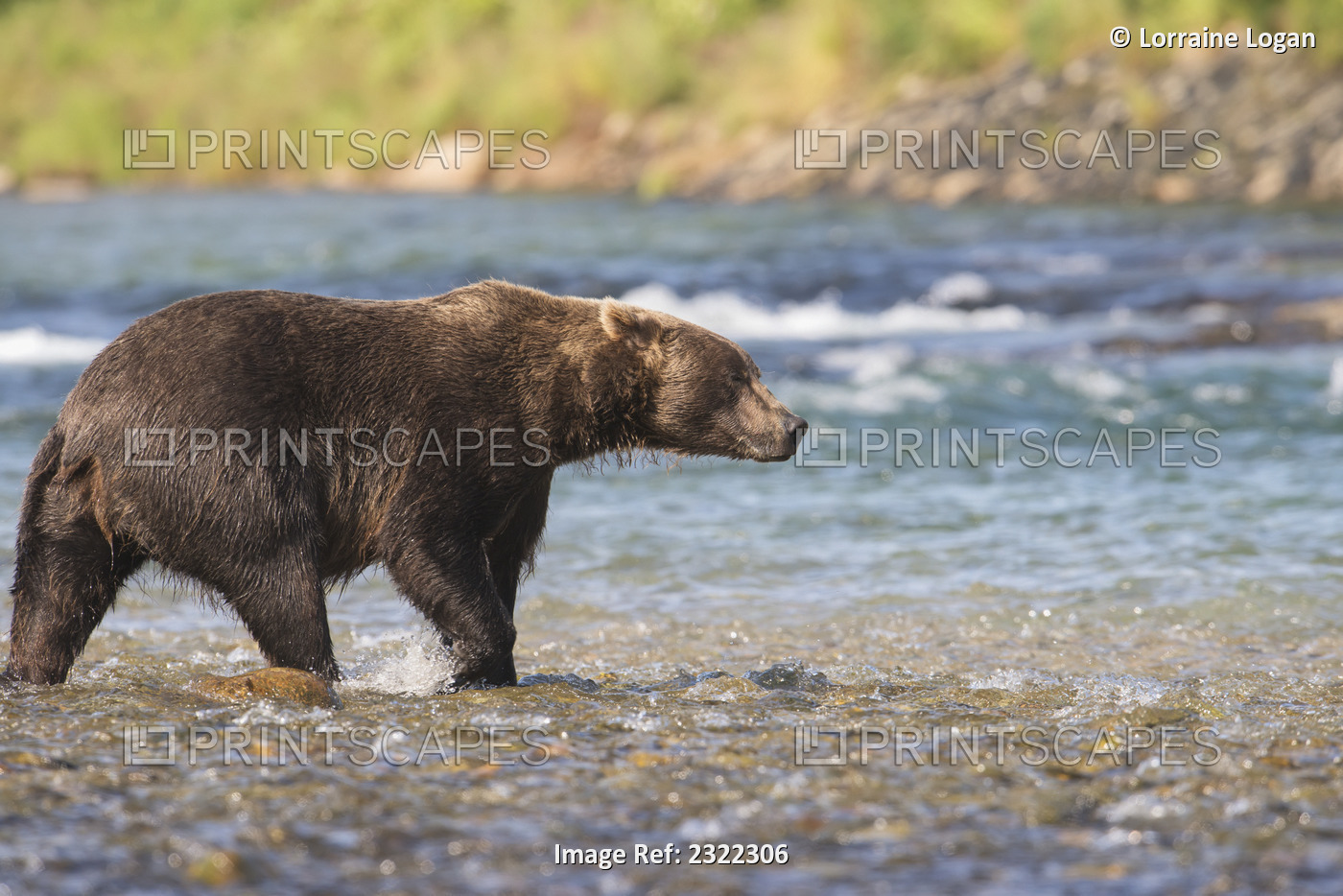 Brown bear (ursus arctos) walking in the shallow water at the edge of the ...