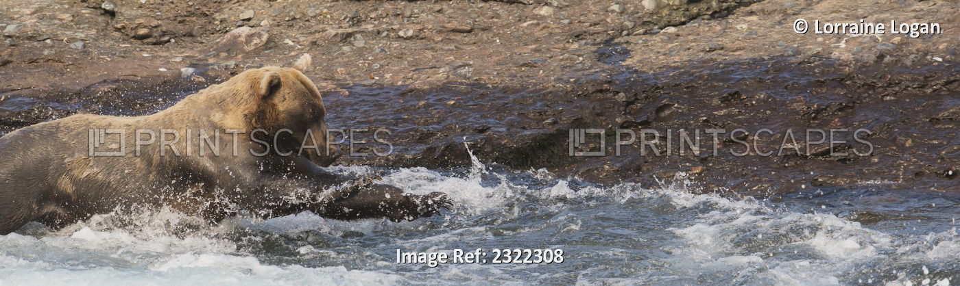 Brown bear (ursus arctos) at the water's edge watching for salmon; Alaska, ...