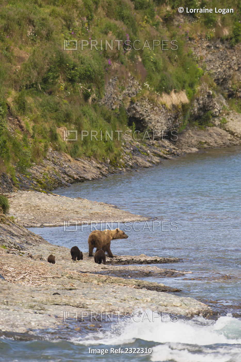 A brown bear (ursus arctos) and her two cubs walking together at the water's ...