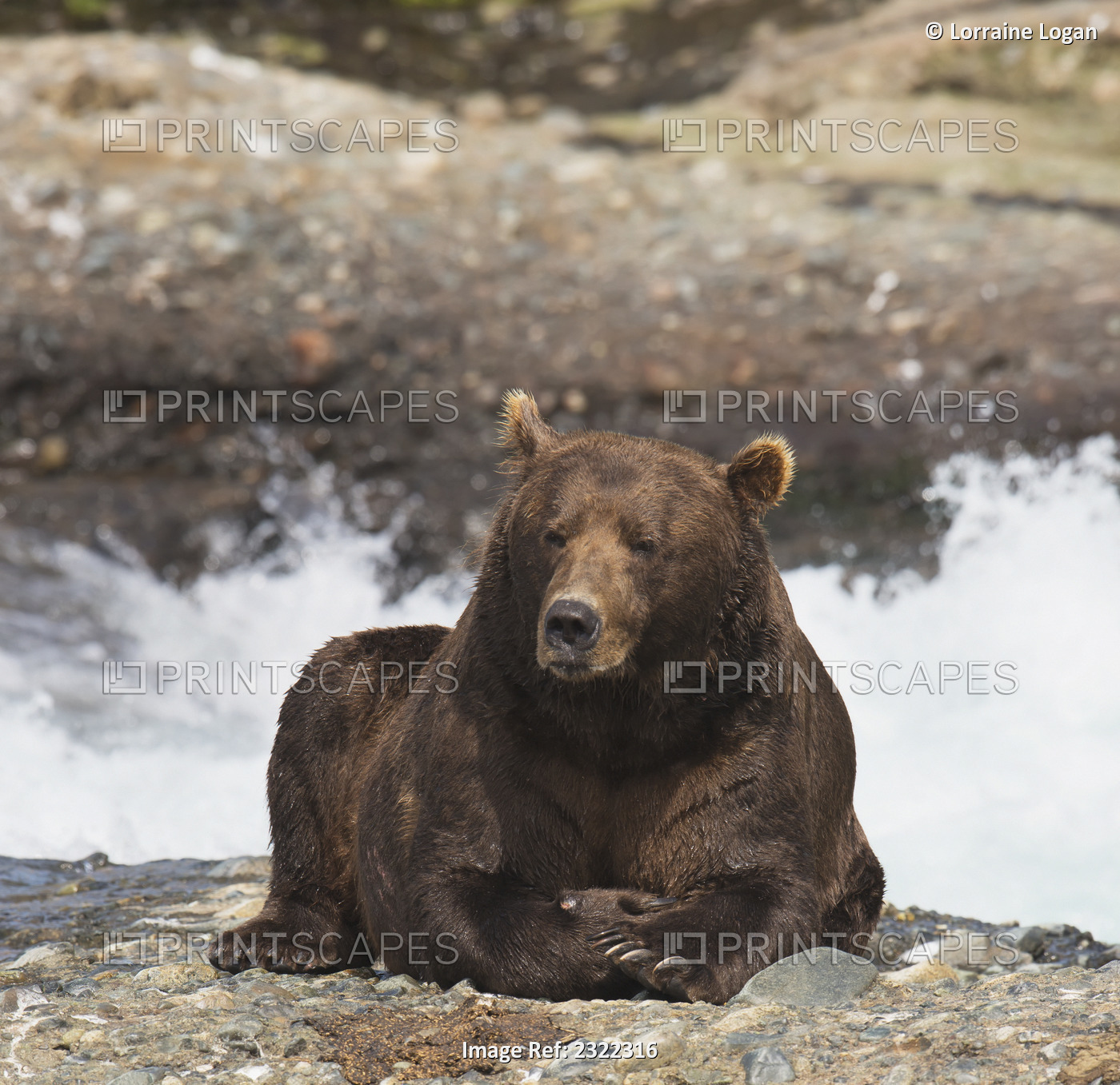 Brown bear (ursus arctos) resting by the water's edge; Alaska, united states of ...