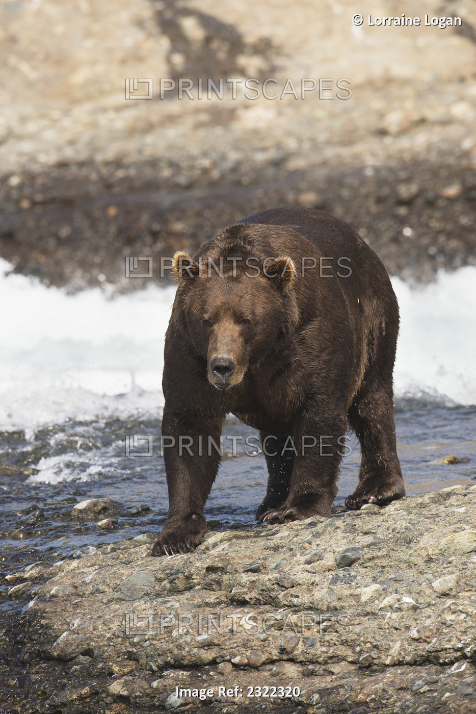 Brown bear (ursus arctos) walking by the water's edge; Alaska, united states of ...