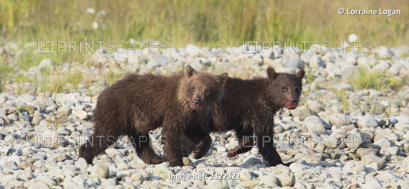 Brown bear cubs (ursus arctos) walking on the rocky ground together; Alaska, ...