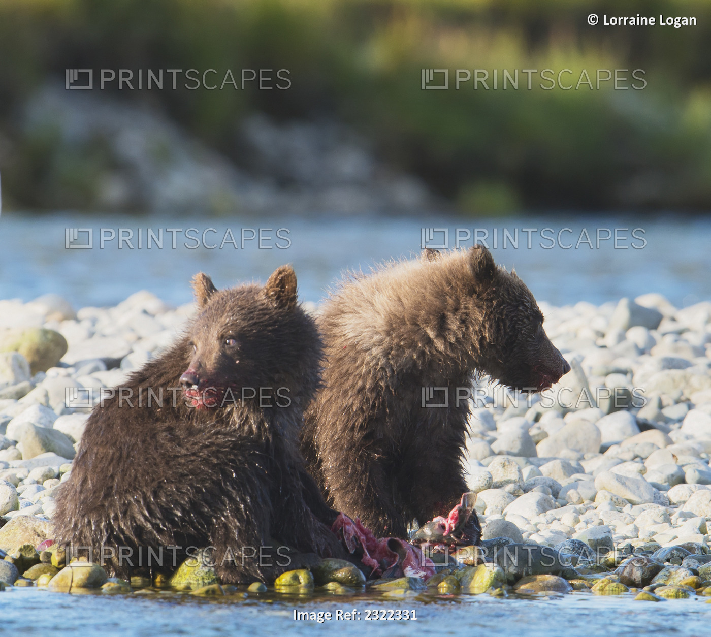 Brown Bear Cubs Eating Salmon In Mikfik Creek, Mcneil River State Game ...