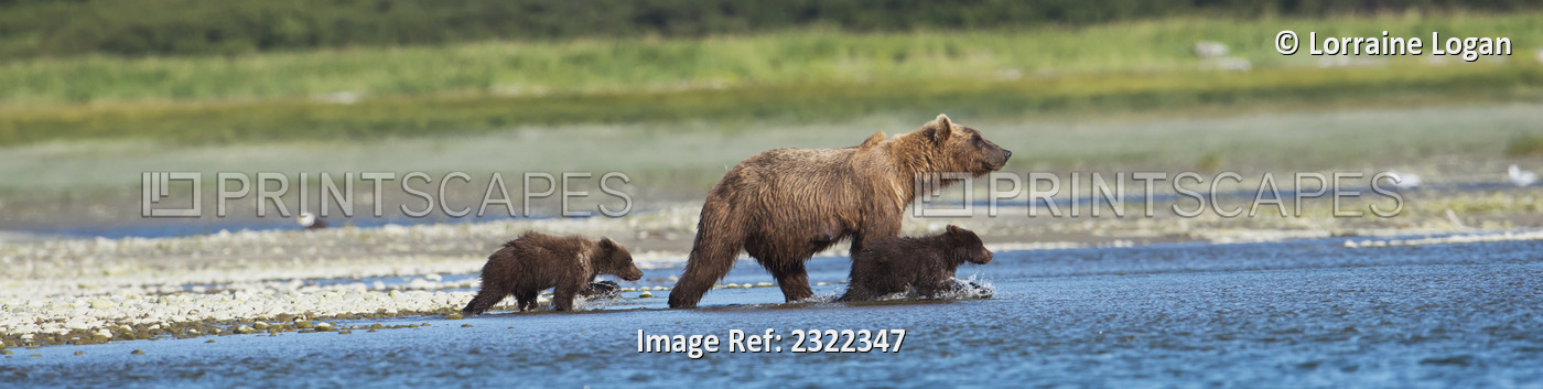 Panoramic Of Brown Bear Sow And Cubs On The Shore Of Mikfik Creek, Mcneil River ...
