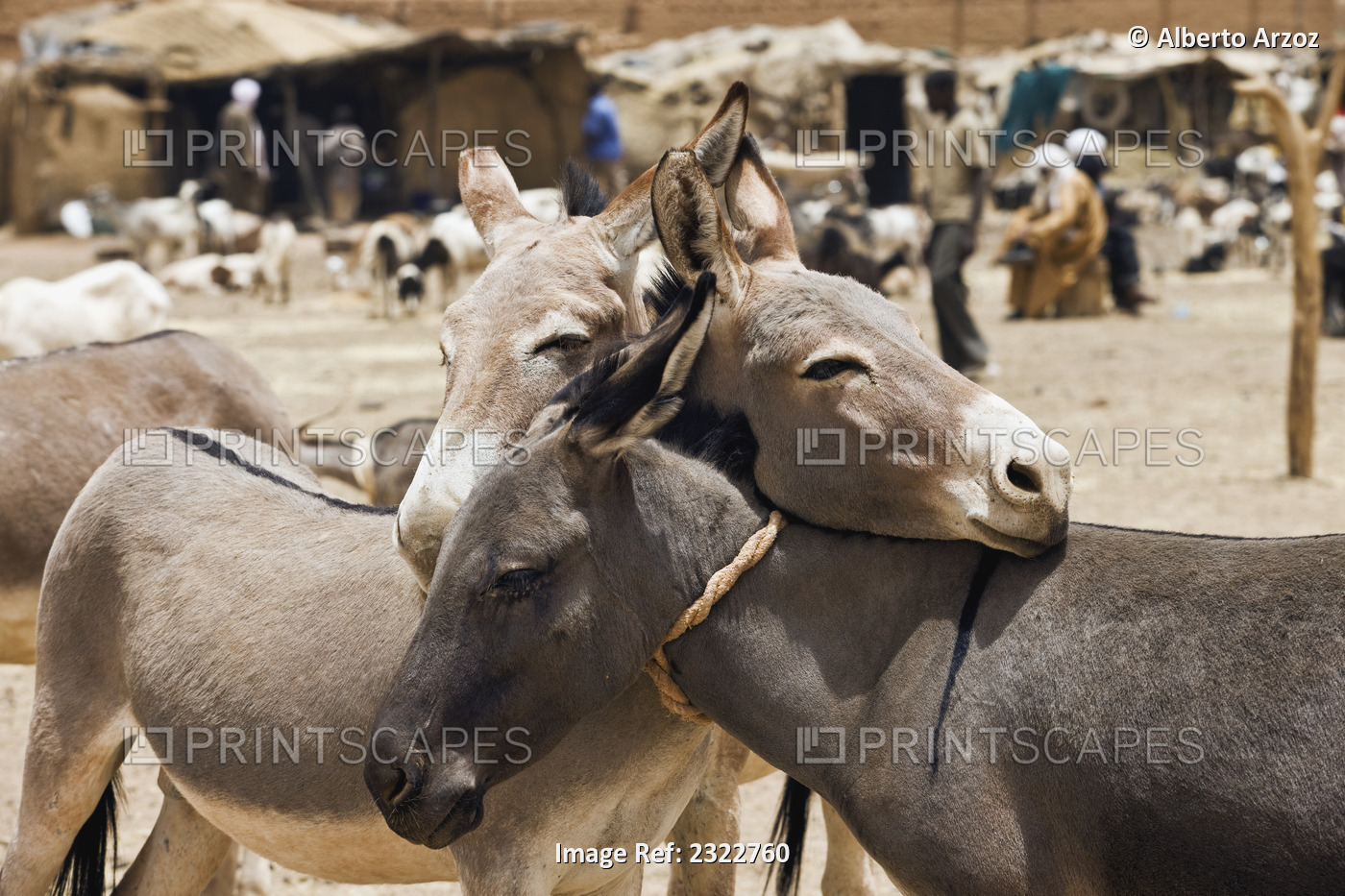 Niger, Air Region, Donkeys tied up together; Agadez