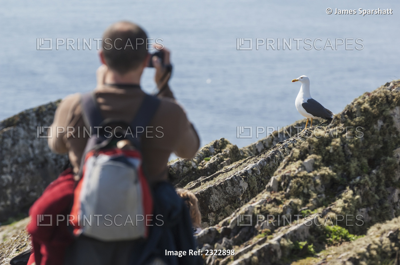 UK, Ireland, County Kerry, Skellig Islands, Gull and tourist on top of Skellig ...