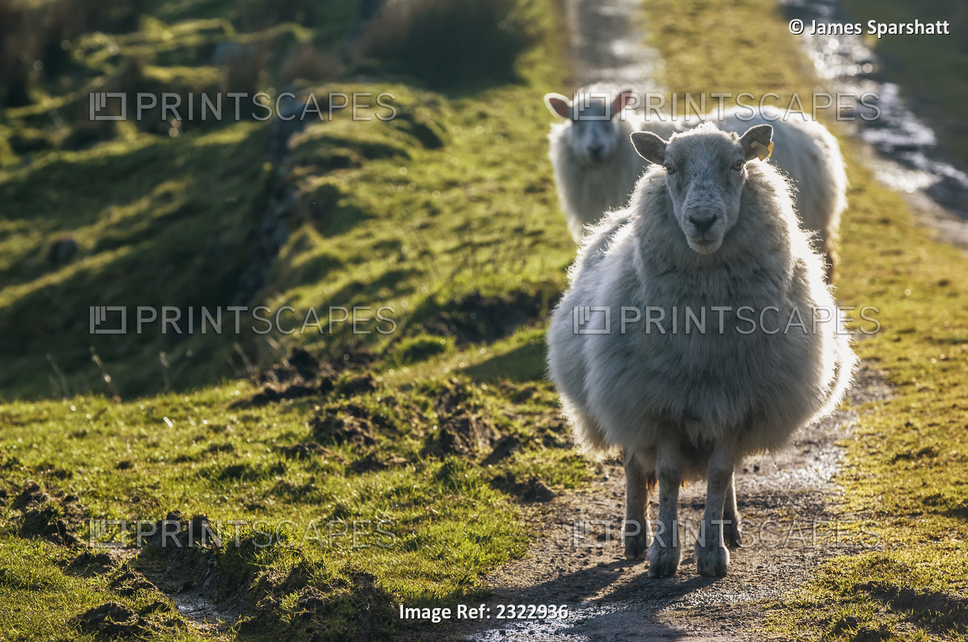 Sheep walking on path; Ballinskelligs, County Kerry, Ireland, UK