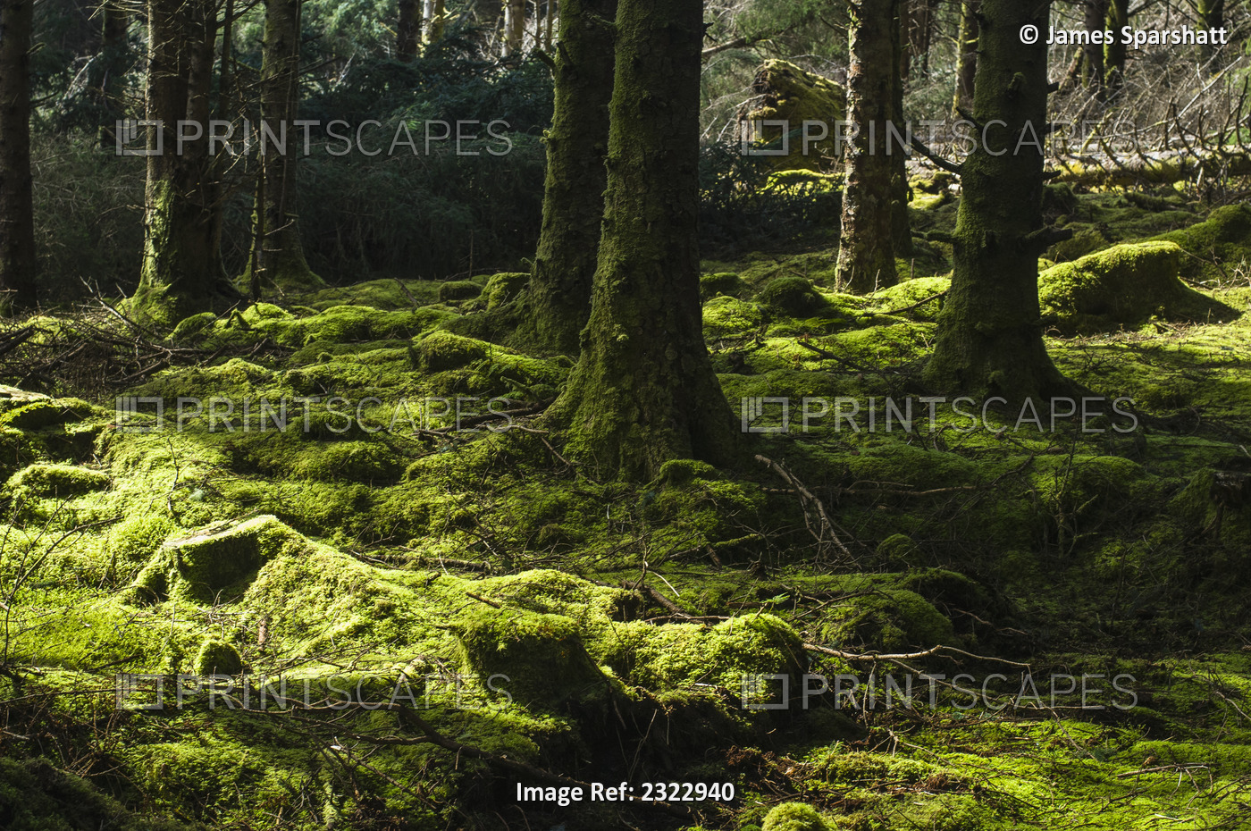 Moss in woods; Valentia Island, County Kerry, Ireland, UK