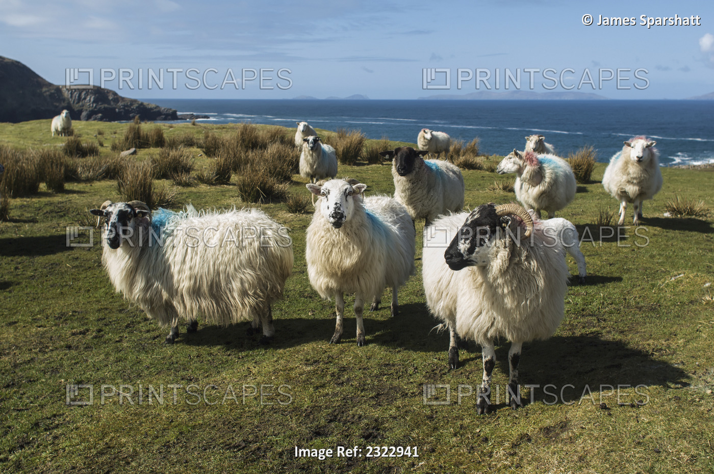 UK, Ireland, County Kerry, Cahersiveen, Sheep in field