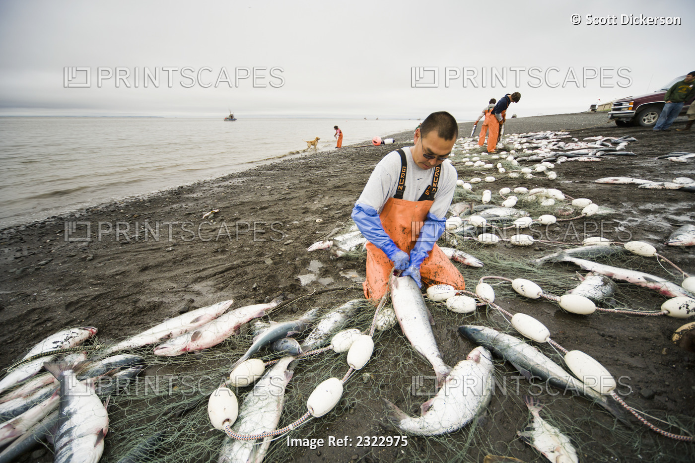 Commercial Setnet Fishermen Pick Sockeye Salmon From Their Setnets In The ...