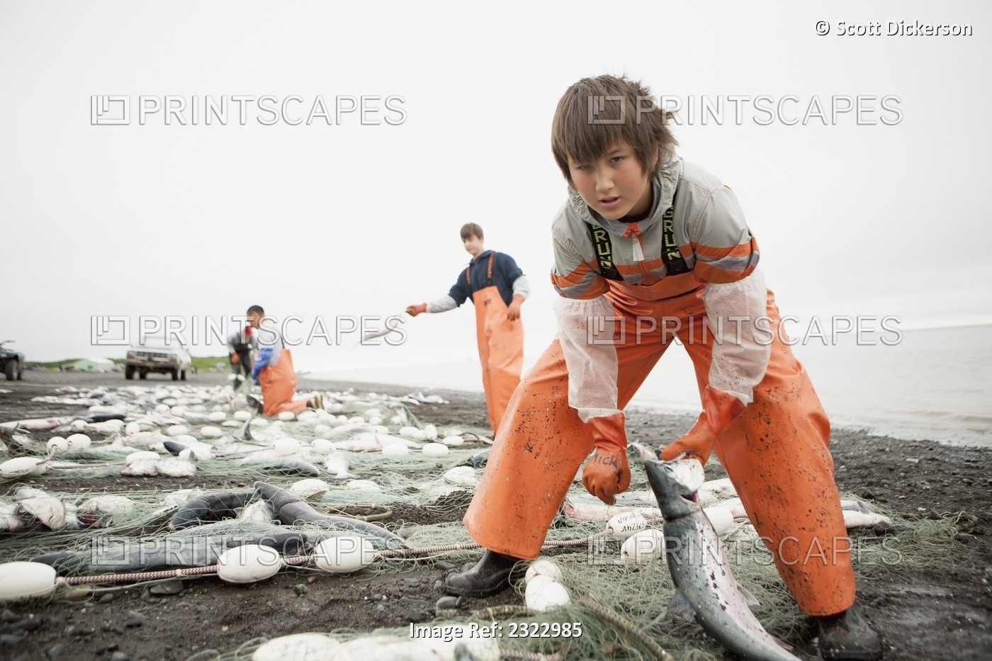 Commercial Setnet Fishermen Pick Sockeye Salmon From Their Setnets In The ...