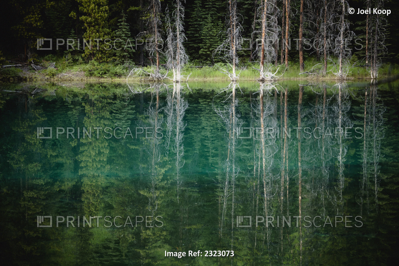 Trees reflected in the blue-green water of a small spring fed pond, jasper ...