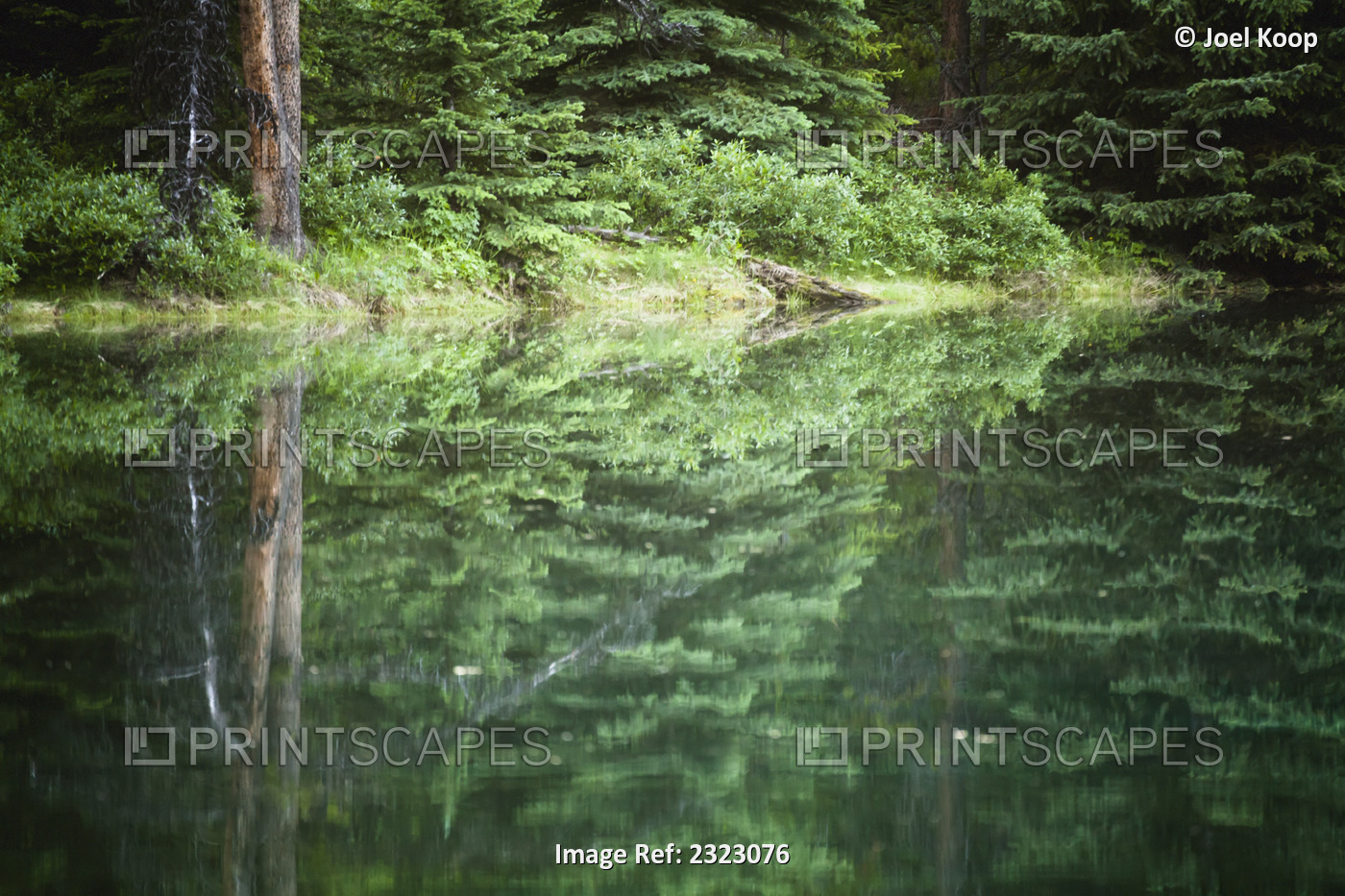 Spruce trees reflected in the glassy surface of a small pond, jasper national ...