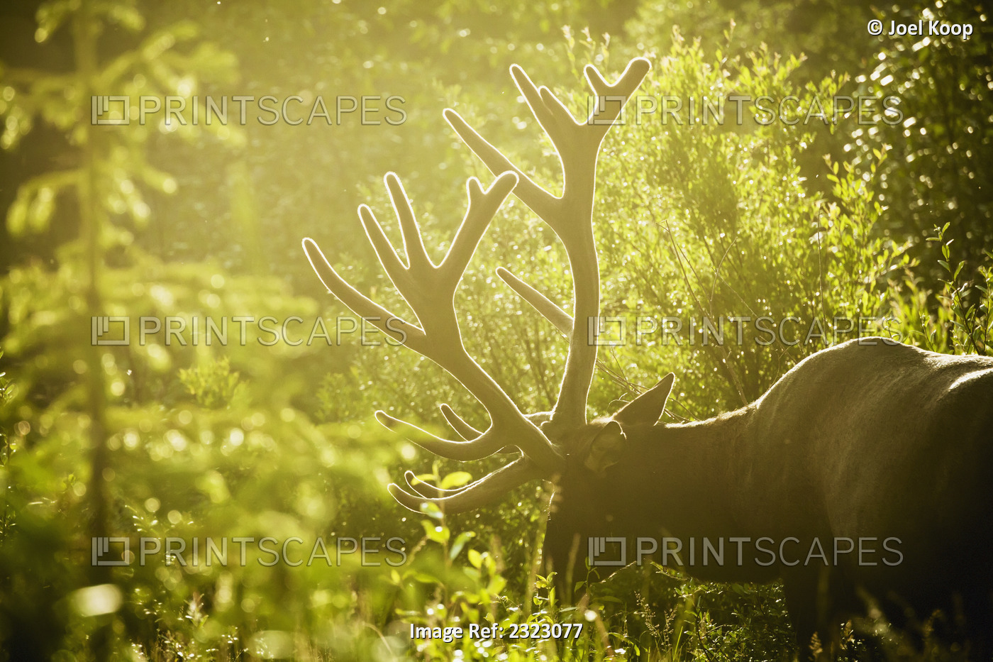 An elk (cervus canadensis) with large antlers grazing in warm evening light, ...