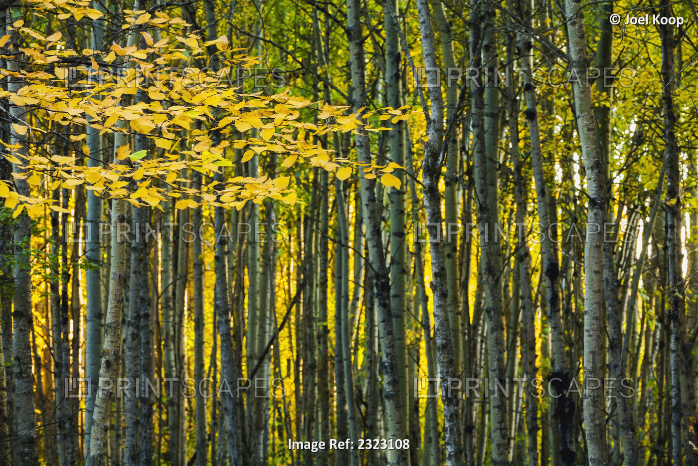Yellow fall birch leaves against an aspen forest;Alberta, canada