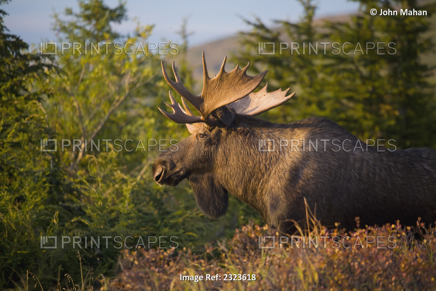Bull Moose Standing In Afternoon Light, Chugach Mountains, Southcentral Alaska