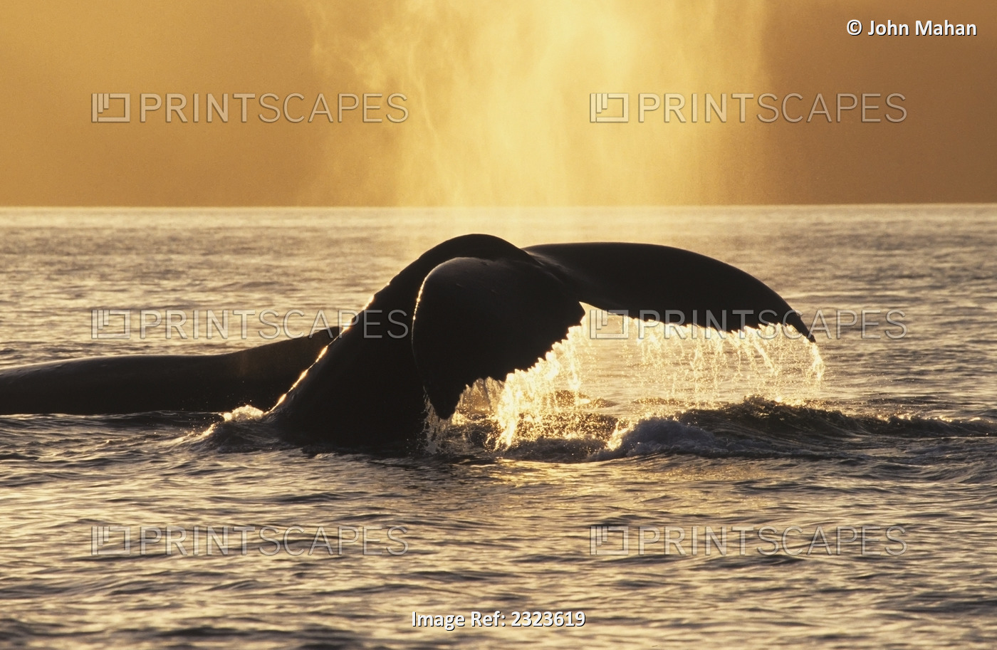 Two Humpback Whales Backlit In Izhut Bay, Southwest Alaska, Summer