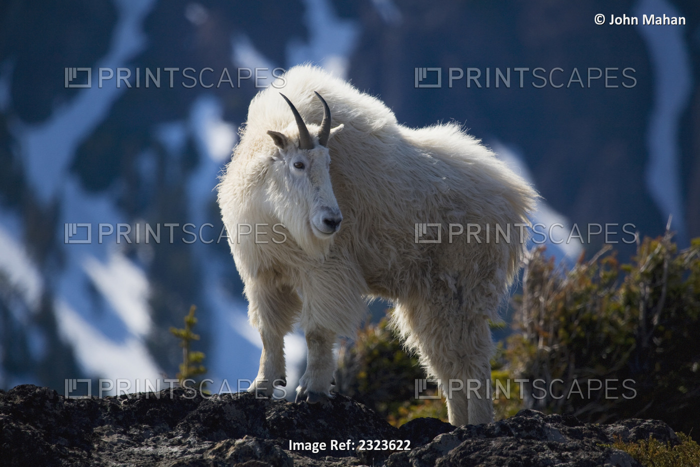Mountain Goat Looking Left In Winter Coat, Olympic Mountains, Washington, Usa
