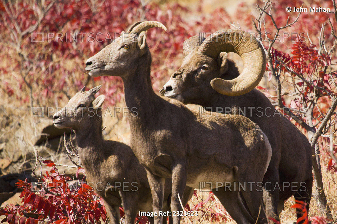 Family Of Bighorn Sheep In Swakane Area, Fall Colors, Columbia Valley, ...