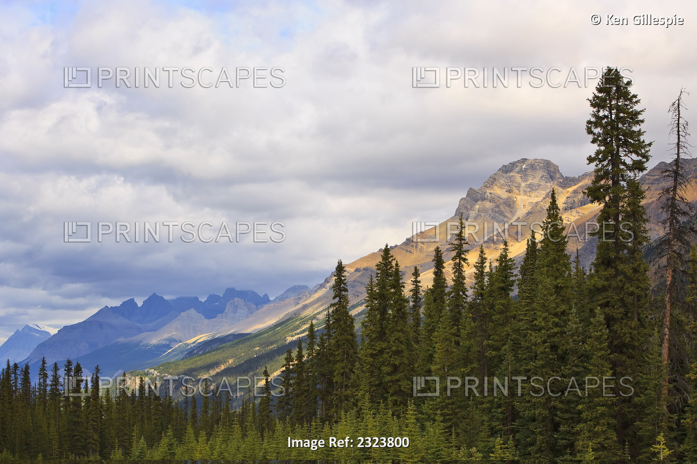 Rocky Mountains And Evergreen Forest, Viewed From The Icefields Parkway, Jasper ...