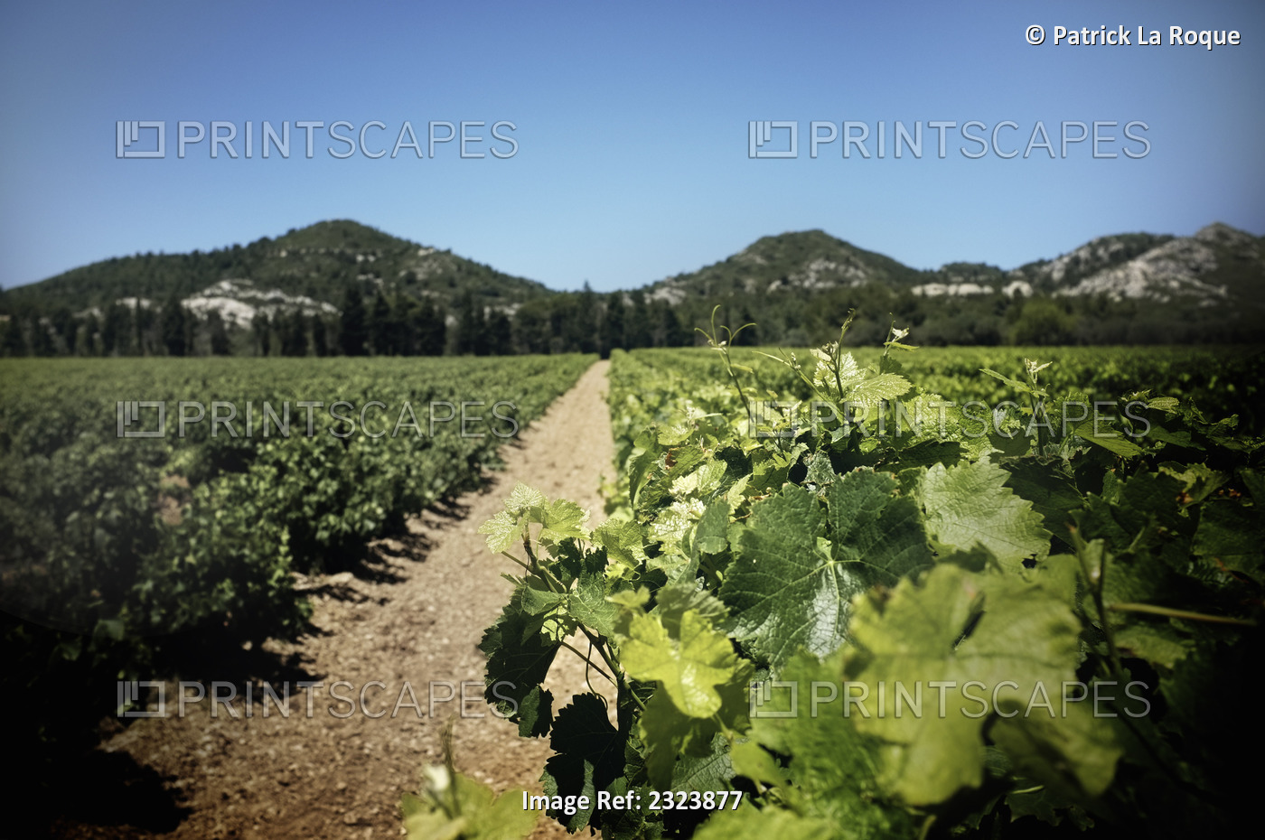 Vineyards With Mountains In The Background; Les Baux-De-Provence, France