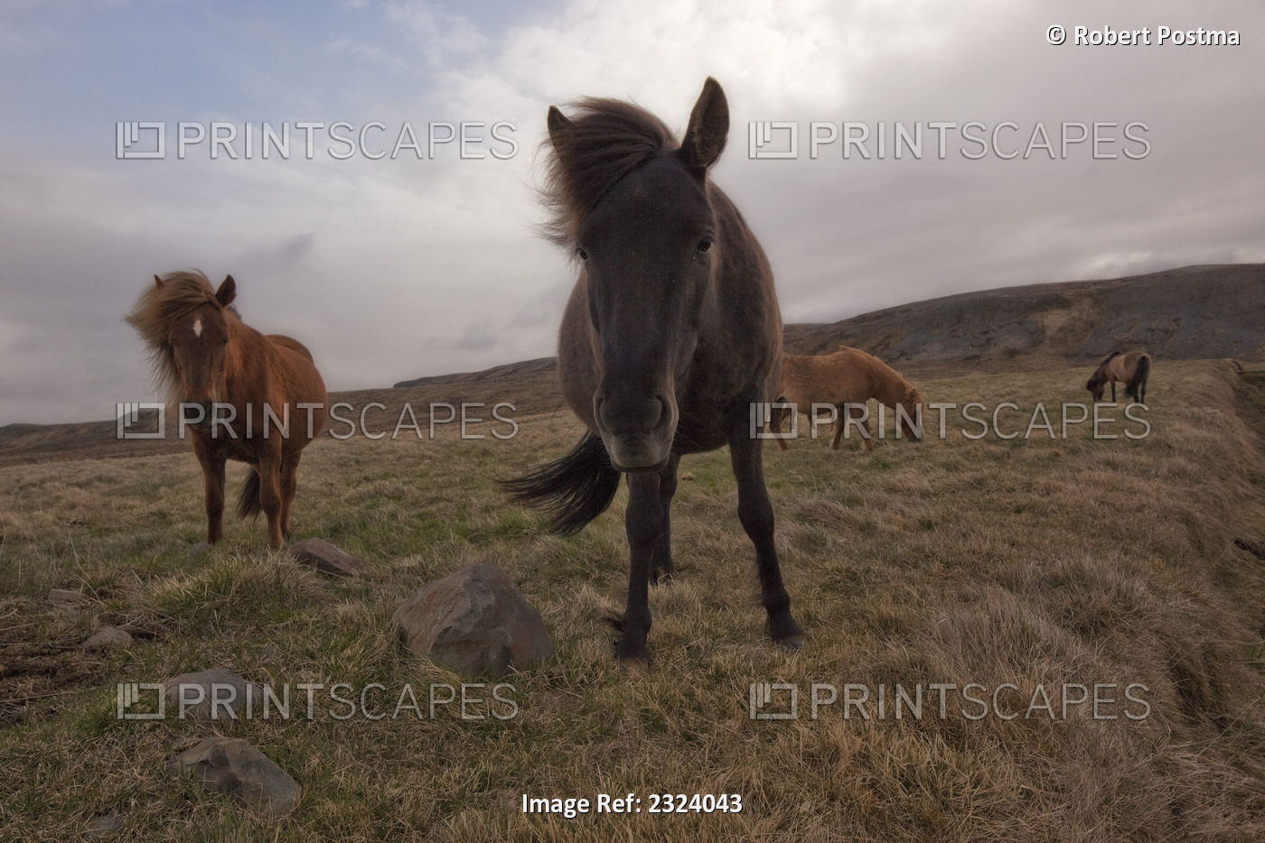 Icelandic Horses; Iceland