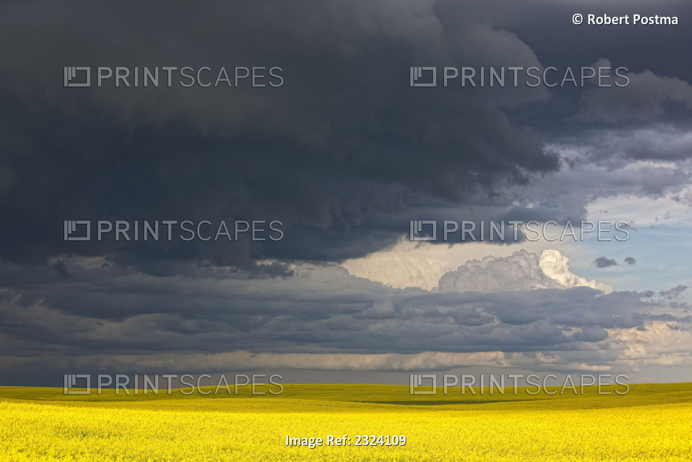 Storm Clouds Gather Over A Sunlit Canola Field In Southern Alberta; Alberta, ...