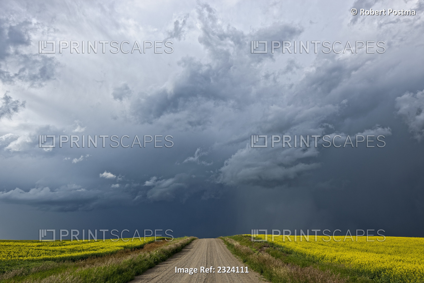 Storm Clouds Gather Over A Sunlit Canola Field And Road; Alberta, Canada
