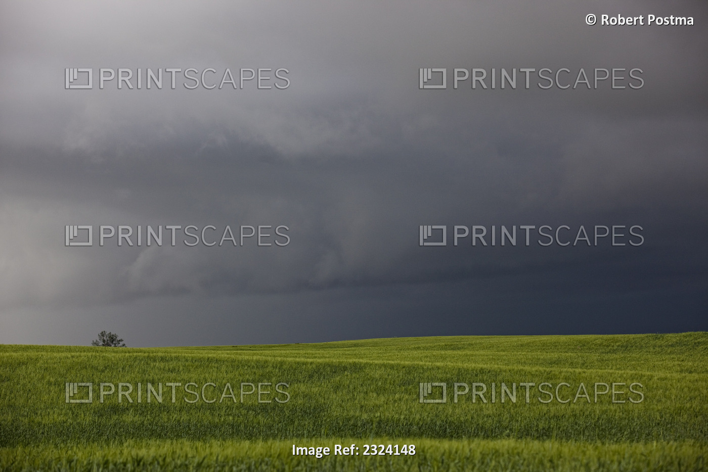 Storm Over A Field In Southern Saskatchewan With A Lone Tree Visible; ...
