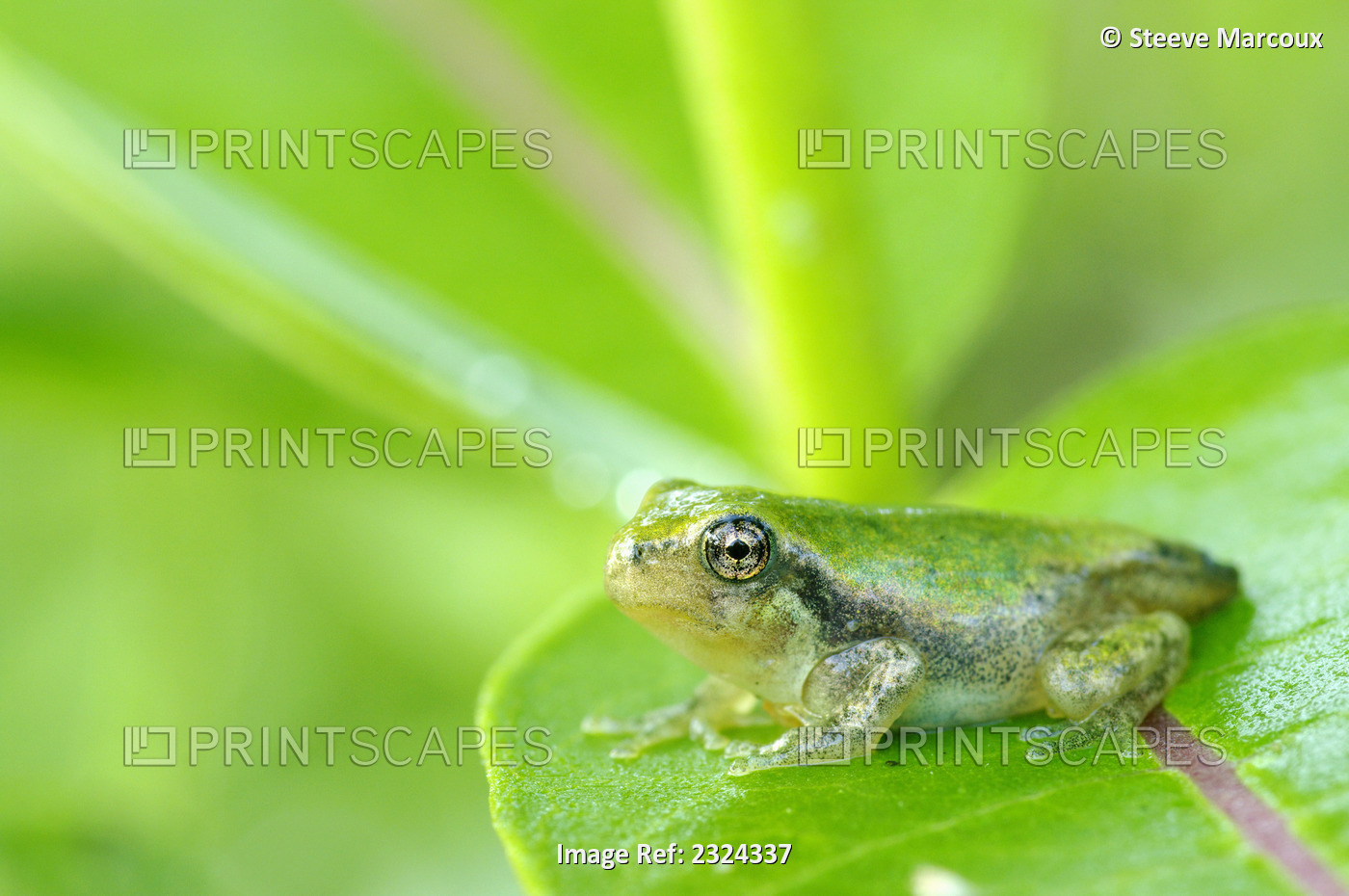 Young Gray Tree Frog On Leaf; Les Cedres, Quebec, Canada