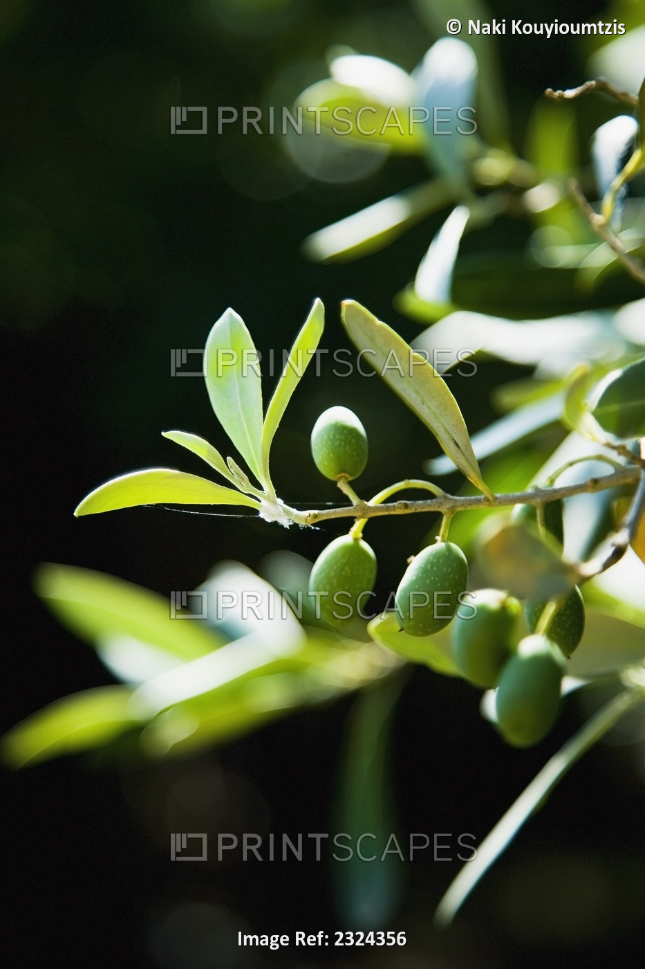 Greece, Halkidiki, Green olives ripening in sunshine; Sithonia